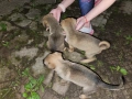 Подарявам кученца, снимка 5
