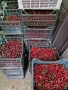 продавам череши, снимка 2