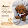 Мини пудел момченце- Fci, Genetic, Pl, снимка 1