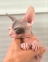 Дон Сфинкс чистокръвно момиченце , снимка 3