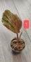 Kaempferia variegata pink - рядко растение, снимка 1