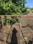 Парцел УПИ село Крушево,община Първомай, снимка 6