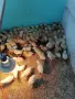  Бройлери, носачки, пъдпъдъци, патета, снимка 5