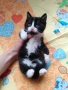 Черно-бяло мъжко коте на 50 дни - Перник , снимка 1