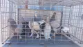 Продавам гълъби Мардини-Турски млади , снимка 2