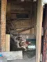 Ярки, гъски, патки, снимка 3