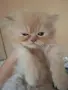 Уникални персийски котенца , снимка 12