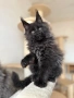 Мейн кун котенца / Мейн куун котенца / Maine coon kittens, снимка 7