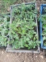 Продавам разсад домати., снимка 4