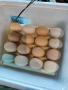 Домашни яйца, снимка 2