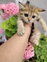мъжко котенце на 2месеца , снимка 1