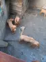 Жълтоалесто гонче , снимка 3