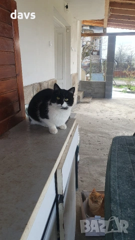 Травмирана котка остава на улицата, снимка 4 - Други - 55102605