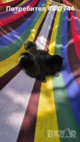 Подарявам три малки котенца. , снимка 10 - Други - 54358034