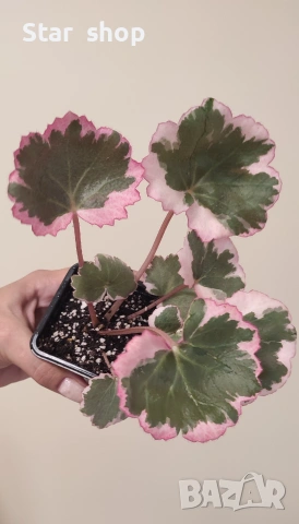 Saxifraga 'Tricolor'  variegata ( Ягодова бегония)