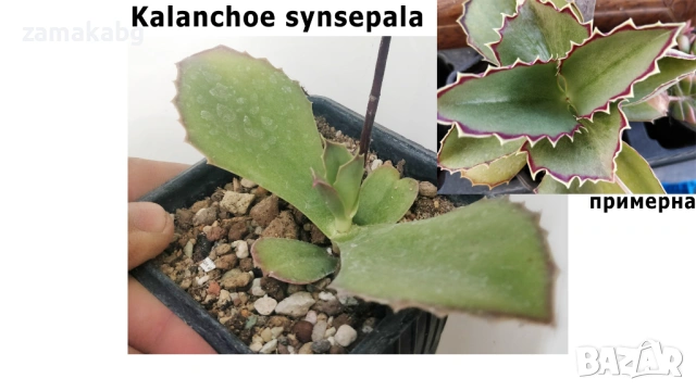 Каланхое Kalanchoe synsepala 8-10 см сукулентно растение