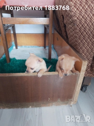 животни мини чихопинчари , снимка 4 - Чихуахуа - 54291311