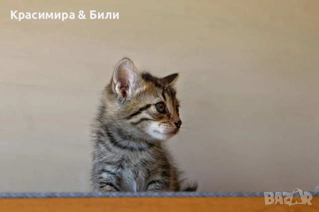 Малки котенца търсят дом, снимка 4 - Други - 54719885