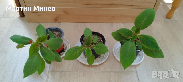 Kohleria amabilis, снимка 6 - Стайни растения - 51996694
