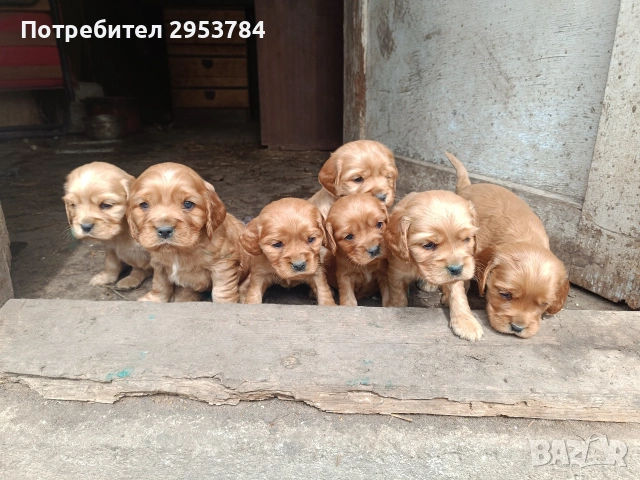 кокер шпаньол 