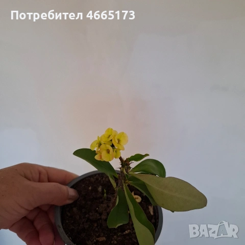 Стайно Цвете Исусов Венец, снимка 10 - Стайни растения - 54111064