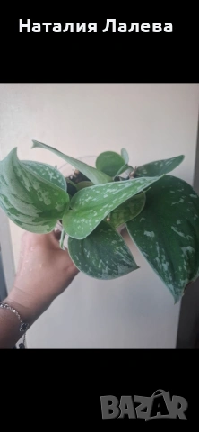 Сциндапсус, Scindapsus pictus Silvery Ann, снимка 3 - Стайни растения - 55099727