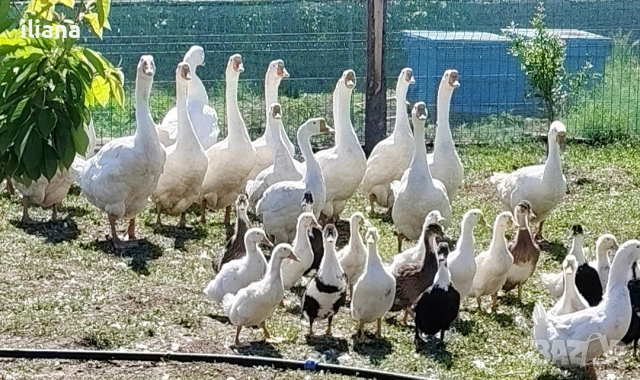 Продавам гъски Линда, снимка 10 - Патици и гъски - 54670620