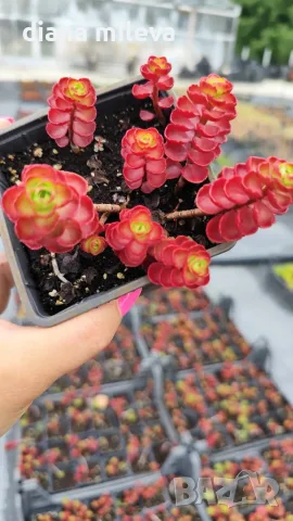 Червен седум Пурпурна Зима, Sedum spirium " Purpur Winter ", снимка 5 - Градински цветя и растения - 46784135