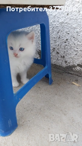 Ангорска котка, снимка 2 - Ангорски - 54727476
