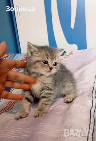 Британско коте, снимка 4 - Британска късокосместа - 54330863