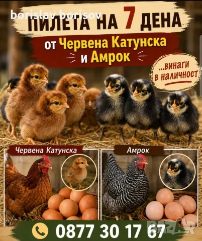 Малки пилета и пъдпъдъци!