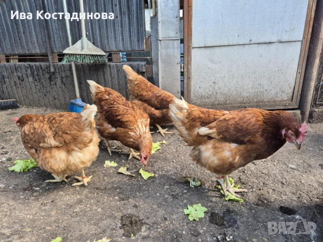 Щастливи кокошки - носачки Ломан браун, снимка 2 - Кокошки и пуйки - 54717588