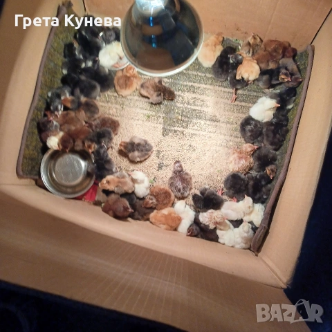 Пиленца Орпингтон, Павловска