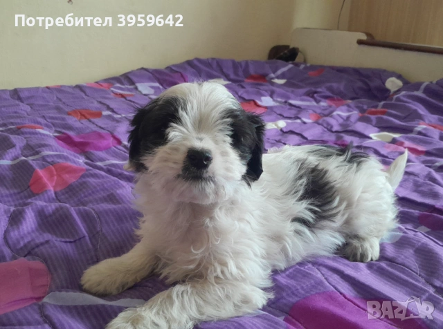 Малки болонки си търсят семейство