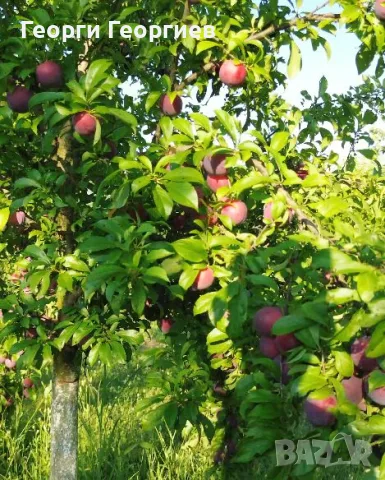 Продавам сини сливи