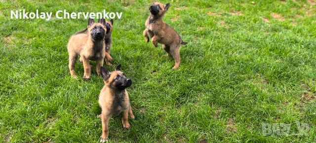 Малиноа , снимка 3 - Белгийска овчарка - 54886363