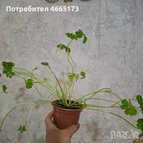 Оксалис/Детелина розова, снимка 5 - Градински цветя и растения - 54378067