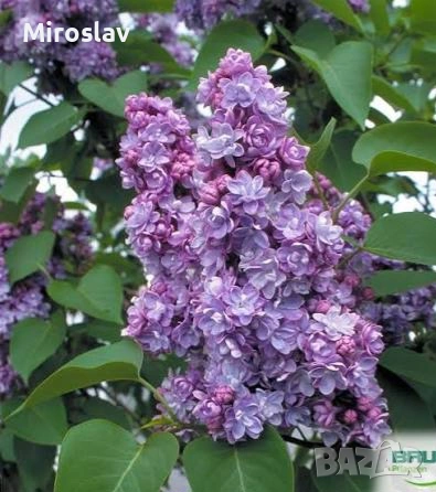 Люляк (4-налични цвята), снимка 2 - Градински цветя и растения - 54198868