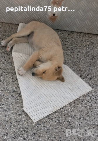  dog for adoption.Търсим осиновител на малко женско куче, снимка 4 - Други - 54573848