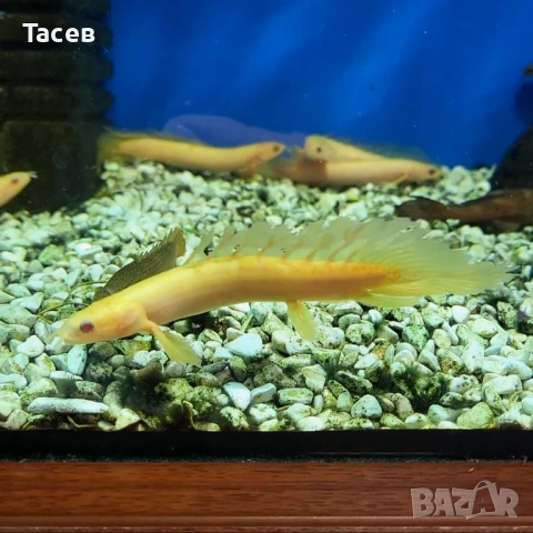 Полиптерус сенегал лонгфин 9см