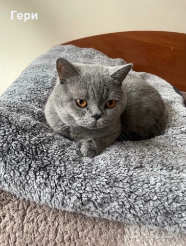 Британски котарак 