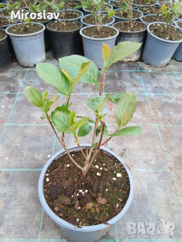 Арония „Викинг“, снимка 8 - Градински цветя и растения - 54124160