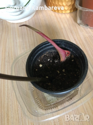 Philodendron Florida Bronze , снимка 2 - Стайни растения - 54894960