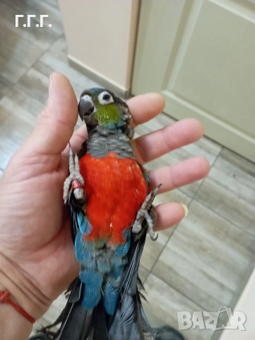 Бебета Пирура перлата, снимка 4 - Папагали - 54287719