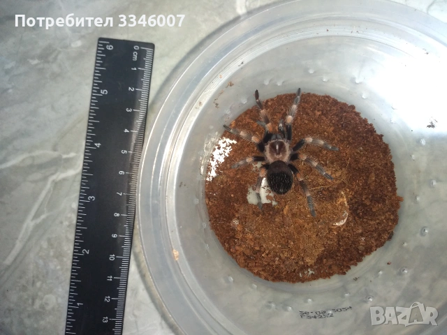 Tarantula - Продавам Тарантyли от снимите - получавате това което виждате, снимка 7 - Други - 44106536