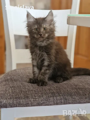 котенца Мейн Куун, снимка 8 - Мейн кун - 55670869