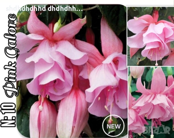 Фуксия студоустойчива градинска и Каскадна едроцветна фуксия , снимка 2 - Градински цветя и растения - 54231804