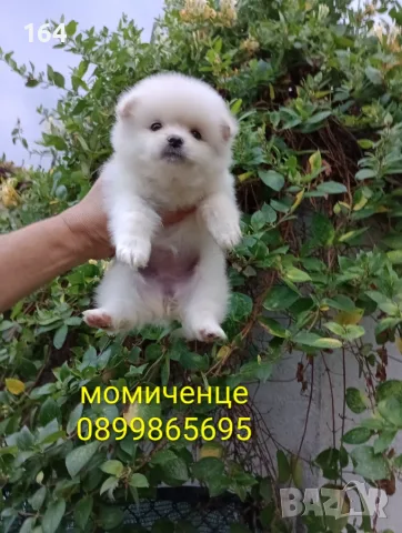 Померани. Реални снимки от 19.07.26 г. , снимка 11 - Померан - 55306302