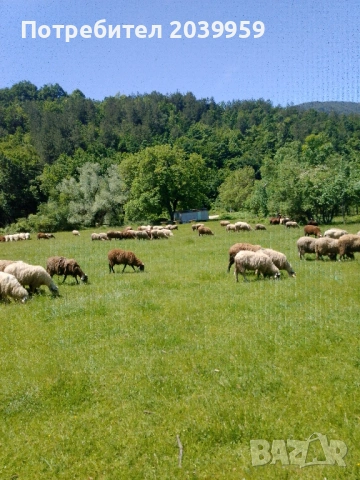 Агнета 20-25 кг и овце, снимка 4 - Овце - 54788043