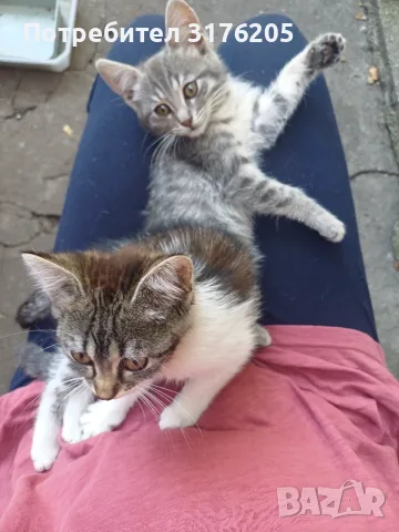 Женски котета търсят дом, снимка 14 - Други - 47355560